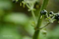 Scrophularia edgeworthii